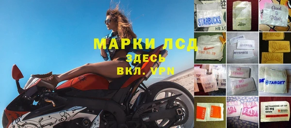 сатива Беломорск